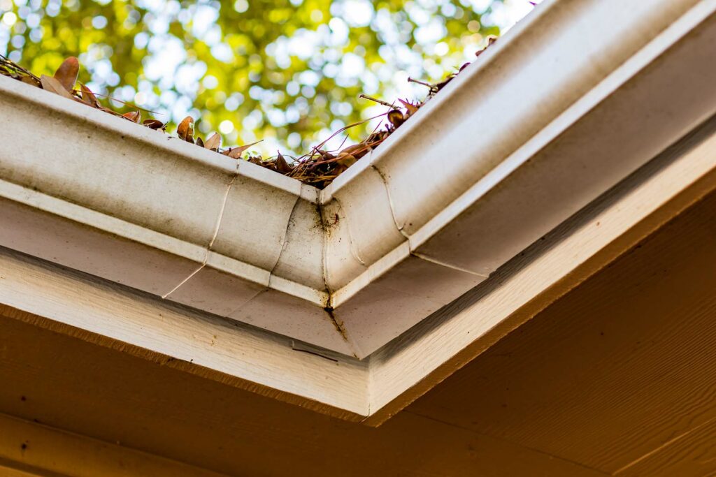 clogged rain gutter with warm sun