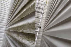 siding with mold algae growth